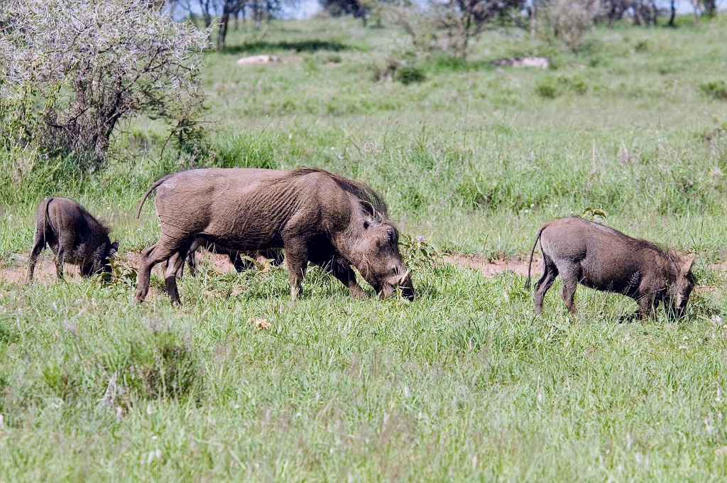 Serengeti Warthog00.jpg - Warthog (Phacochoerus aethiopicus), Tanzania March 2006